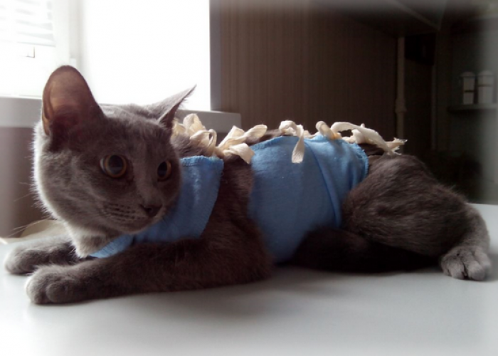 Пиометра у кошек: симптомы, лечение и операция по удалению